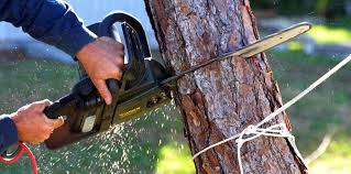 Best Tree and Shrub Care  in Suamico, WI